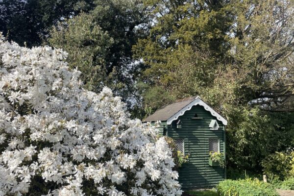 Aromatic Magnolia