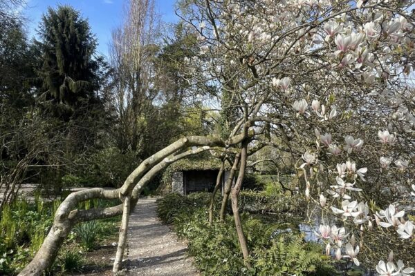 lakeside magnolia