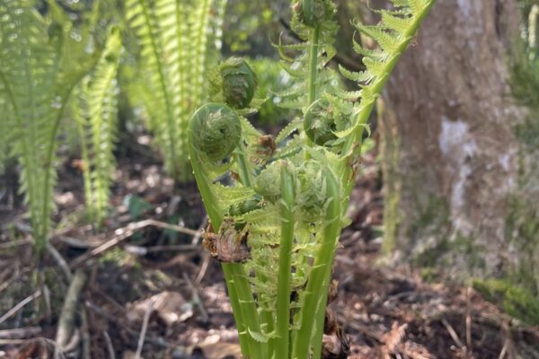 unfurling ferns